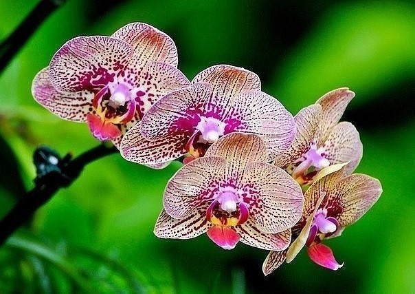 Как вренуть к жизни орхидею?