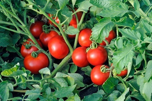 Чтобы томаты не жировали, наращивая пышную зелень в ущерб урожаю, применяем ПЯТЬ приемов:
