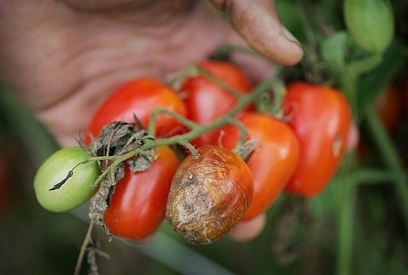 Соль, чеснок и кефир против фитофтороза томатов.