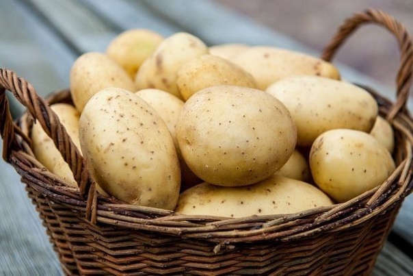 Мы опишем несколько основных способов выращивания картофеля, используемых как иностранными, так и отечественными огородниками. Какой из них выбрать, решайте сами.