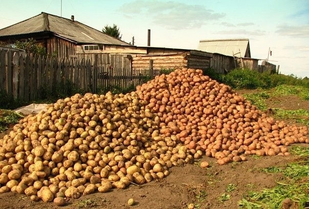 Как вырастить богатый урожай картофеля (до 5 кг с одного куста!)