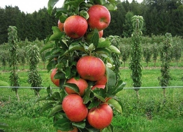 Особенности выращивания колонновидных яблонь