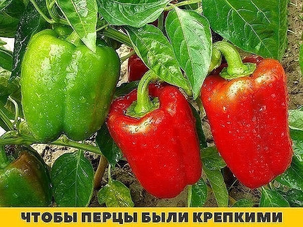 БАНАНОВЫЙ НАСТОЙ ДЛЯ БОЛЬШОГО И КРЕПКОГО УРОЖАЯ ПЕРЦЕВ