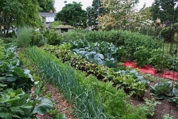 Не только для еды… Какие продукты могут пригодиться в огороде?