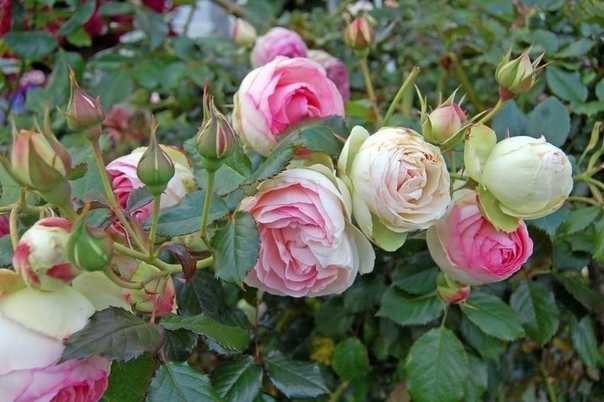 Подкормка для дачных роз: раскрываем секреты буйного цветения