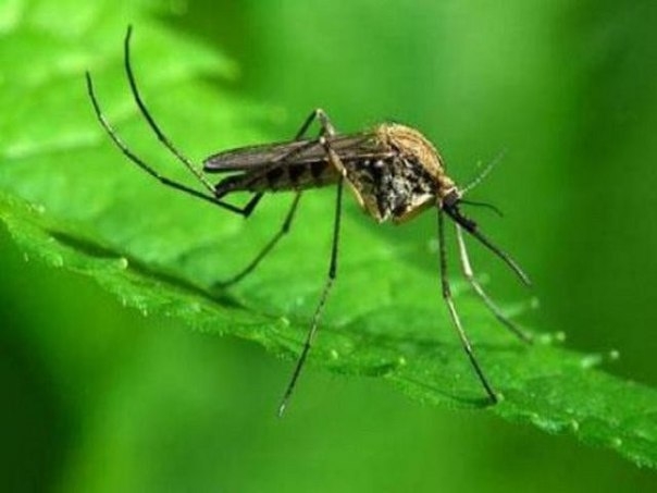 Домашнее средство от комаров
