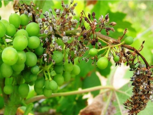Почему осыпается виноград
