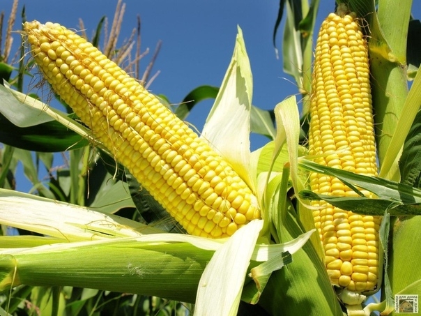 Основные правила посадки кукурузы на участке - запоминаем на будущий год