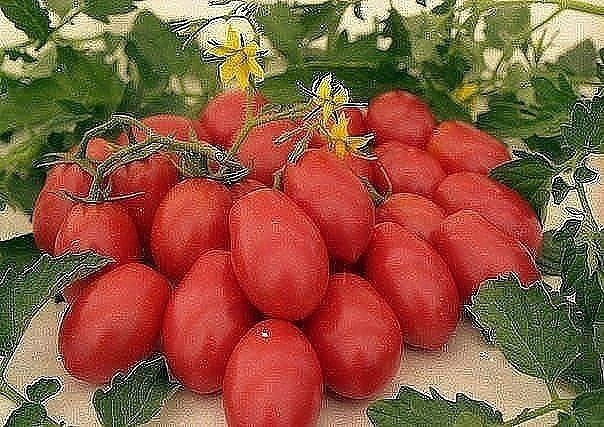Помидорная наука - варианты формирования томатных кустов