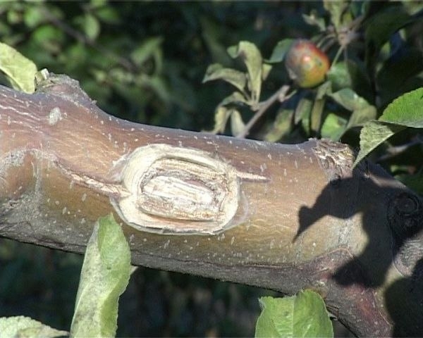 Чем лечить поврежденную кору у плодовых деревьев.