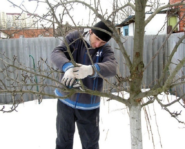 Для чего нужна обрезка деревьев зимой и как она выполняется