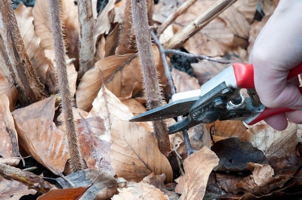 Как обрезать малину осенью? Почему важна осенняя обрезка?