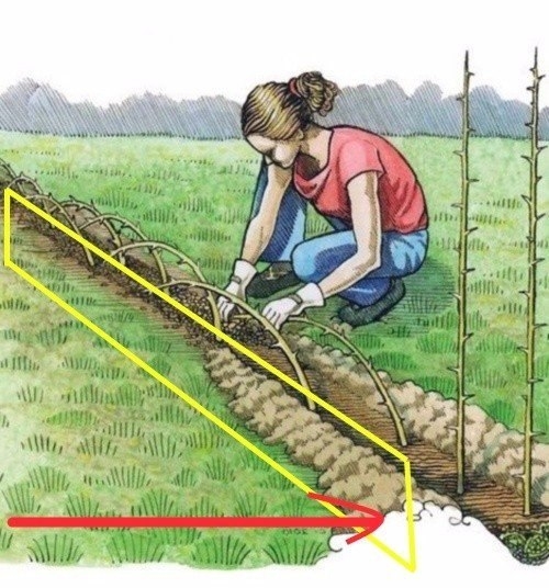 Как сделать живую изгородь своими руками - быстро и просто?