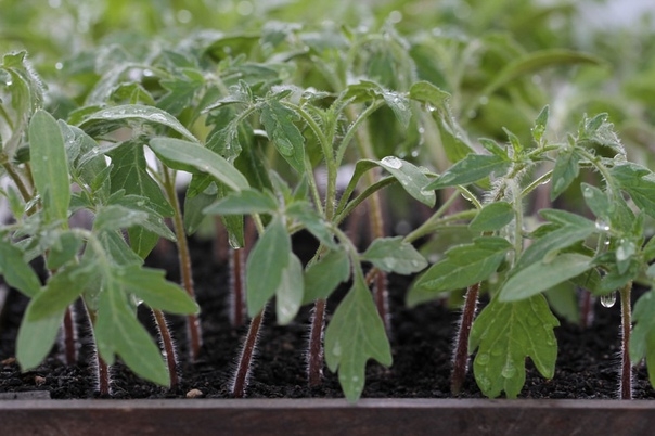 Чем полить рассаду томатов, чтобы была крепкой и лучше росла?