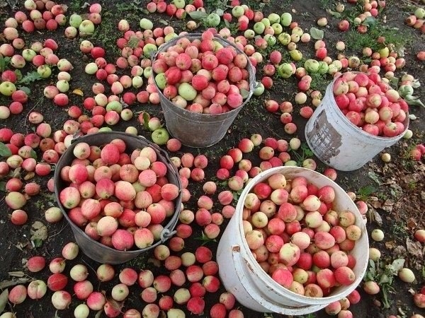 Хотите, чтобы яблони начали плодоносить раньше? Отгибайте ветки!