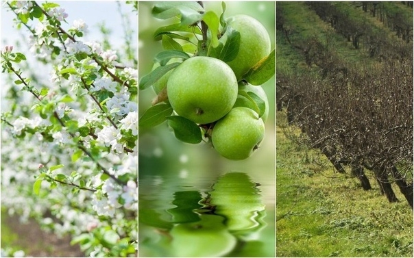 Календарь подкормок яблони и груши с весны до осени