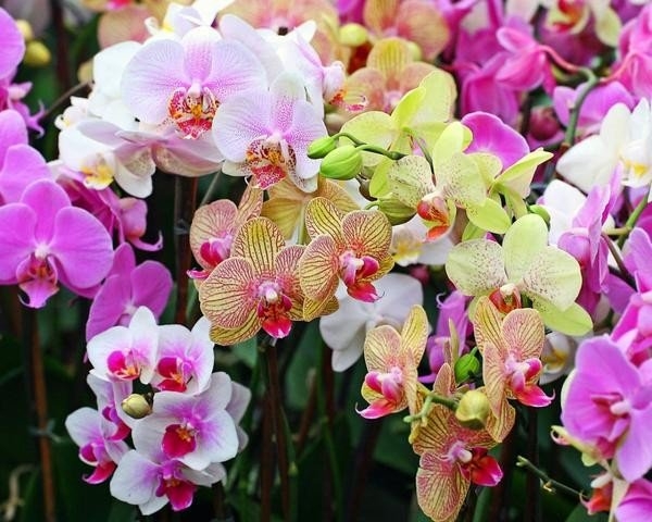 ПОМОГАЕМ ОРХИДЕЕ ЗАЦВЕСТИ!!! Самая полная информация для тех, кто хочет заставить цвести свою орхидею. ГЛАВНЫЕ СЕКРЕТЫ.