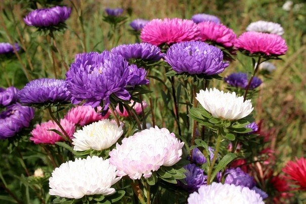 10 цветочных культур, которые нужно посеять на рассаду в апреле