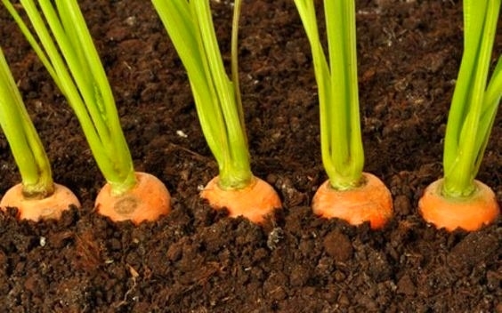 Простой способ посева моркови без прореживания. Первые всходы через 3 дня!