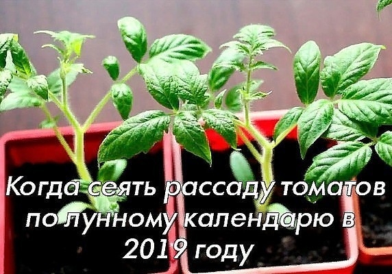 КОГДА СЕЯТЬ ТОМАТЫ НА РАССАДУ ПО ЛУННОМУ КАЛЕНДАРЮ В 2019 ГОДУ.