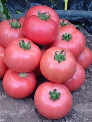 5 лучших ранних сортов томатов для открытого грунта