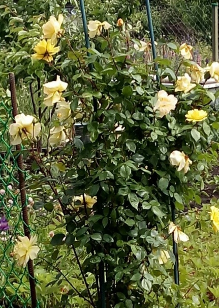 Плетистая роза Голден Парфум уменя растет третий год.