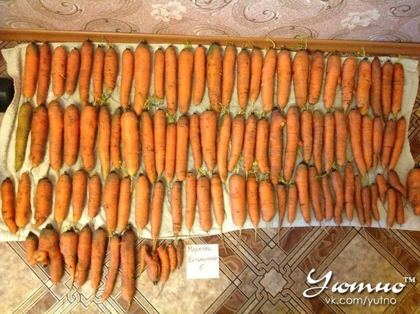 Рубите головы моркови или Новый способ хранения моркови
