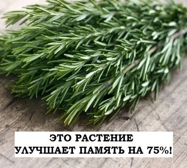 ЭТО РАСТЕНИЕ УЛУЧШАЕТ ПАМЯТЬ НА 75%!