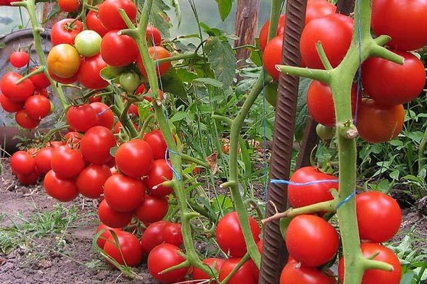 Правильная подкормка томатов в теплице
