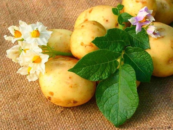 Три главных правила хорошего урожая картошки