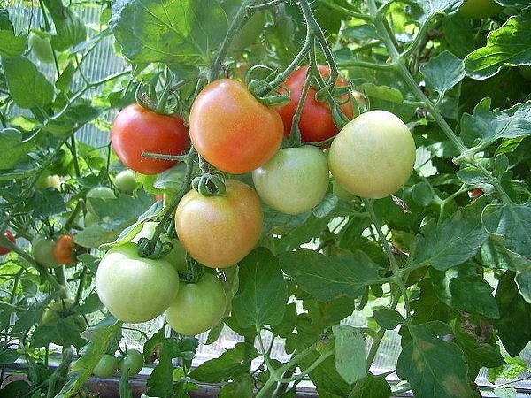 Как ускорить созревание зелёных томатов