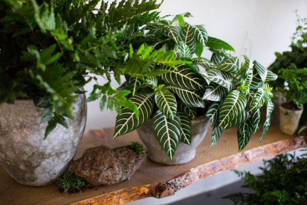 Пестролистные домашние растения — лучшее оформление интерьера!