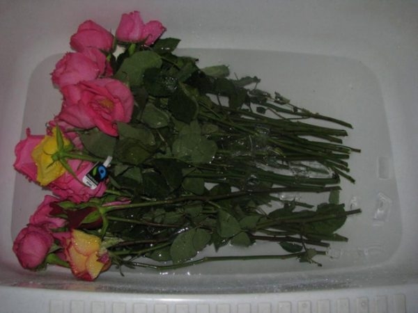 Как сохранить приятные воспоминания: учимся ухаживать за букетами роз .