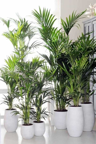А вы знаете, какие комнатные растения подойдут для темных помещений? Самые неприхотливые растения!