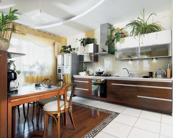 Какие комнатные растения использовать в дизайне квартиры?