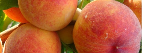 Персик сорта Редхейвен – сладкий аромат жаркого лета.
