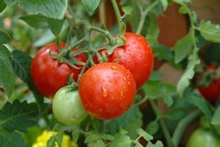 «Волшебный бальзам» для роста помидоров от садовода-огородника Владимира Андриянина