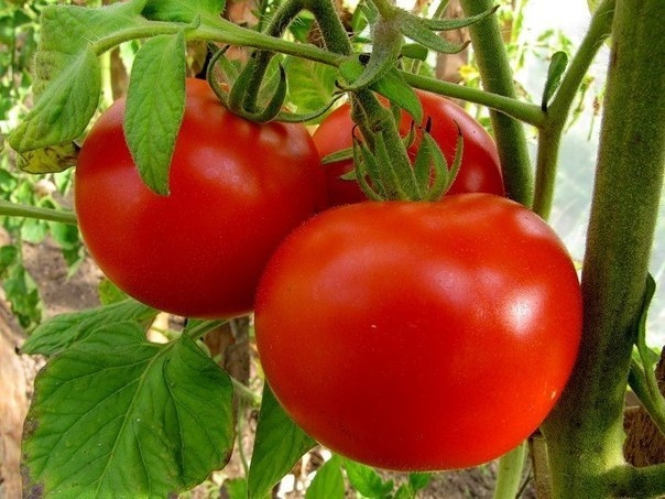 Подкармливаю свои томаты особым раствором