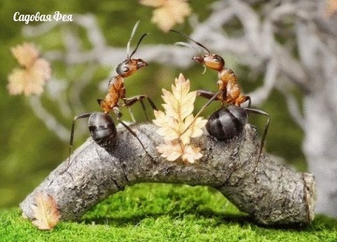 Как избавиться от муравьев на садовом участке.