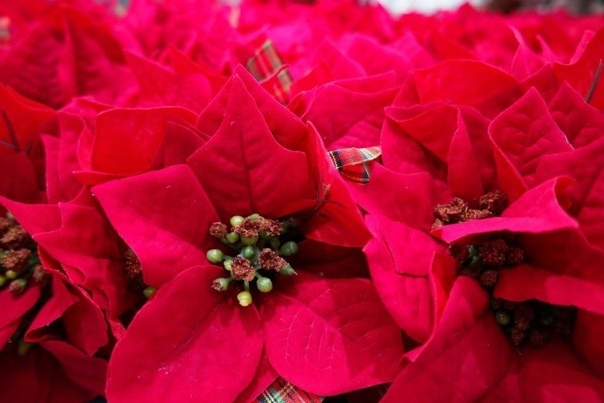Пуансеттия красная — цветы для новогоднего настроения
