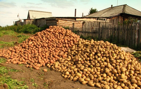 Какие подкормки и удобрения нужны картофелю?