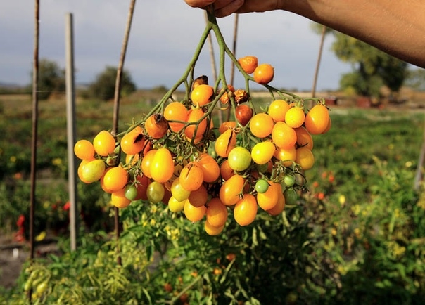 Сорта желтых помидоров для регионов Сибири и Урала.