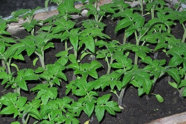 Не спешите выращивать томатную рассаду. Дачница делится своим опытом.