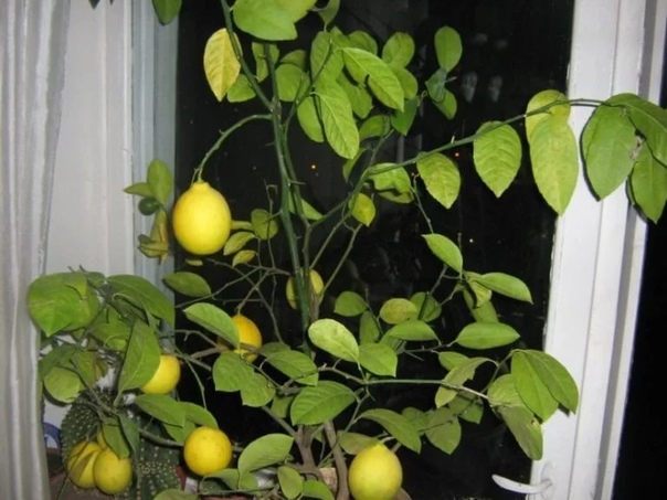 Самые опасные болезни лимона в домашних условиях.