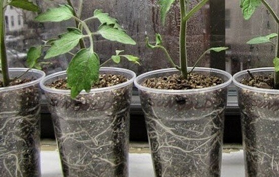 Можно ли выращивать рассаду в прозрачных стаканчиках?
