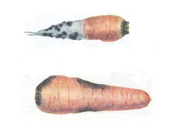 Морковь: черные дела гнилей.