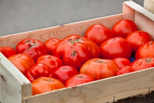 Деформация плодов: кто рисует мордочки на томатах.