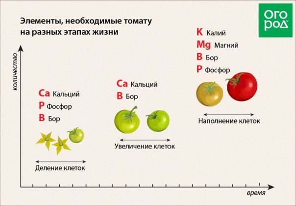 Удобрения для формирования вкусных и красивых плодов томатов.