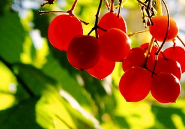 Калина. Какие 4 свойства ягоды влияют на улучшение работы сердца.