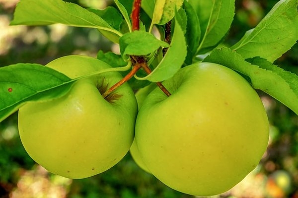 Как по яблоне определить избыток или недостаток удобрений.